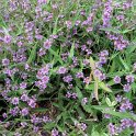 Verbena rigida